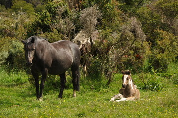 Yegua y potro
