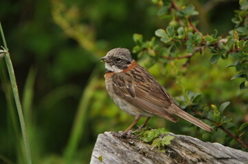 Copeton ave de Chile