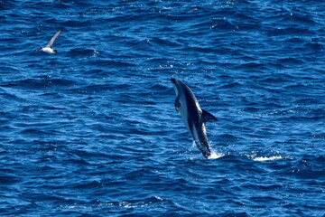 Dusky dolphin (Lagenorhynchus obscurus) leaping out of the water in the Atlantic Ocean, off the...