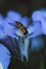 Hover Fly on Flower