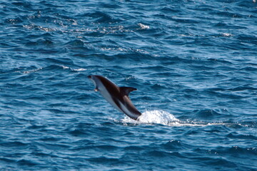 Dusky dolphin (Lagenorhynchus obscurus) leaping out of the water in the Atlantic Ocean, off the coast of the Falkland Islands