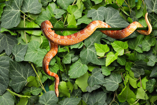 Beautiful corn snake against green ivy leaves