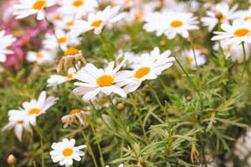 Daisy flower summer background. Beautiful spring wallpaper.