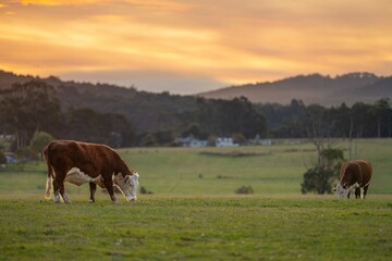 Cattle grazing in Australia	
