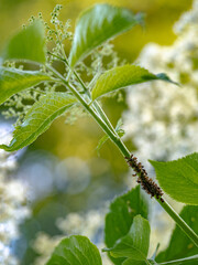 Blattläuse an Pflanzenstiel