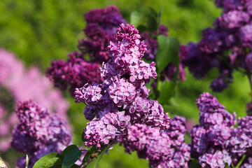 Beautiful lilac bushes with blooming flowers. Spring season, beautiful flowers in sunny day, nature detail. Selective focus