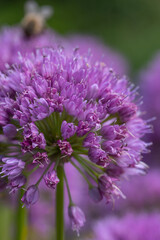 Close-up of blossoms of velvet German garlic (allium lusitanicum)