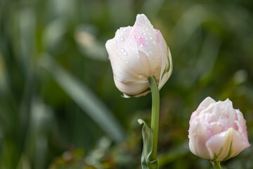 Close-up of a pink and white tulip in full bloom with raindrops