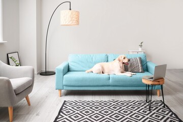 Cute Labrador dog lying on sofa in light living room