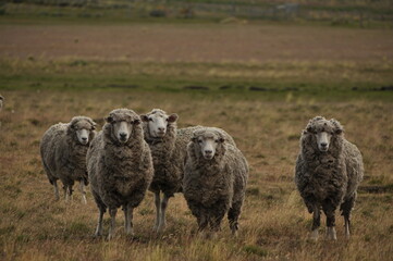 Ovejas en el campo, Patagonia, Chile