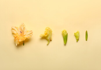 Gladiolus flowers in different stages of growth on color background
