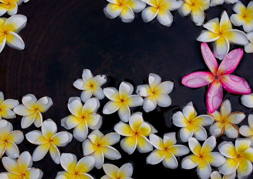 Bloom Frangipani flowers background, bloom flowers floating on water