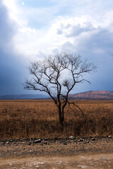 There is one tree with thunderclouds in the field. Beautiful landscape
