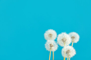 White dandelions on blue background