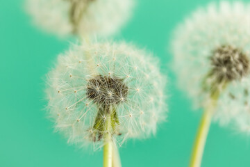 White dandelions on green background, closeup