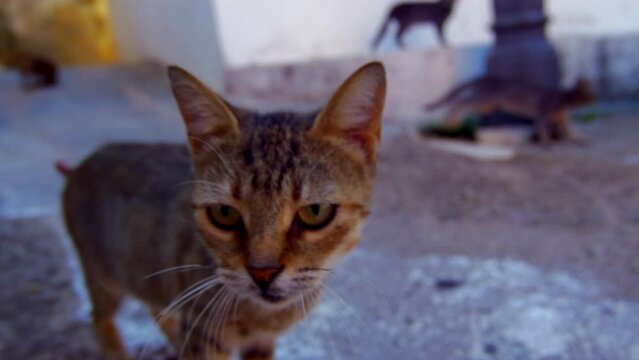 Small Stray Cat Outside In The Foreground With The Camera In A Wide Angle Image Where We Are Shown Its Orange Black And White Colors And Its Blue Yellow And Green Eyes In An Endearing And Unique Image