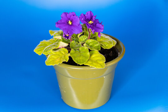 Streptocarpus ionanthus (Saintpaulia ionantha) or African violet - purple colored violet flowers with green leaves in a pot on a blue background
