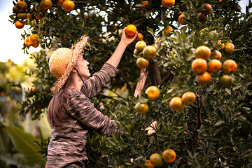 Woman wearing hat and picking tangerine from tree. Working on the fruit harvest.