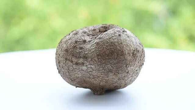 Fresh pueraria mirifica on nature background.