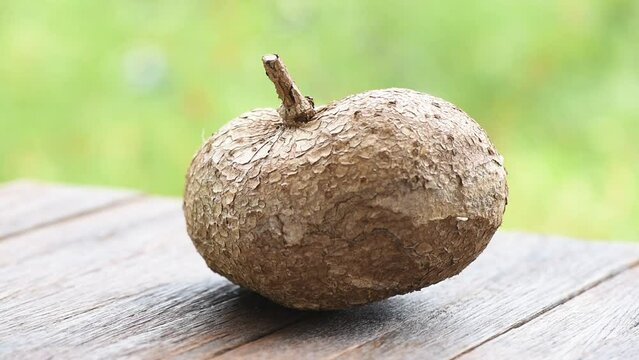 Fresh pueraria mirifica on nature background.