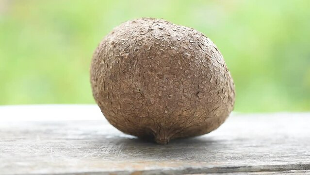 Fresh pueraria mirifica on nature background. 