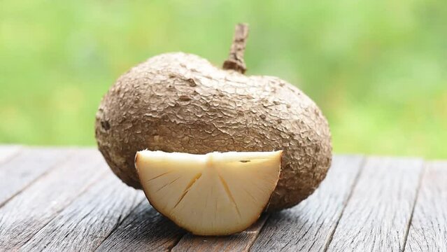 Fresh pueraria mirifica on nature background. 
