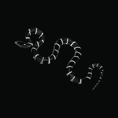 California Kingsnake hand drawing vector illustration isolated on black background