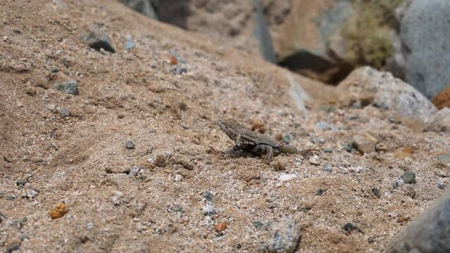 closeup of a lizard on the sand and looking at the camera and running through the rocks on the beach in the day in 4k