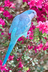 Beautiful Blue Quaker Parrot posing outdoors on spring and autumn colorful trees artistic photography for prints