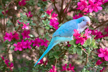 Fototapeta premium Beautiful Blue Quaker Parrot posing outdoors on spring and autumn colorful trees artistic photography for prints