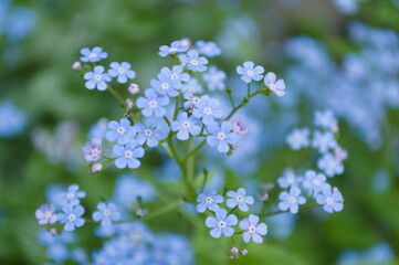 Blue Tiny Flowers