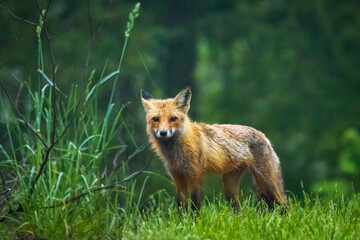 Cute brown fox close up portrait in the wild forest