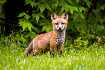 Naklejka na ściany i meble Cute brown fox pup close up portrait in the wild forest