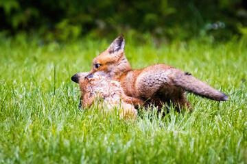 Cute brown fox pup hunting in the wild forest alone