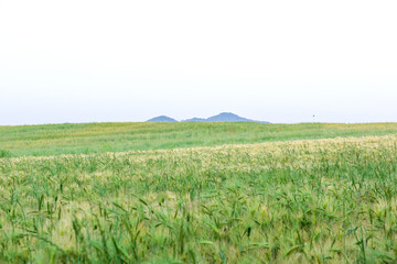 Fototapeta na wymiar The beautiful green barley field at early morning.
