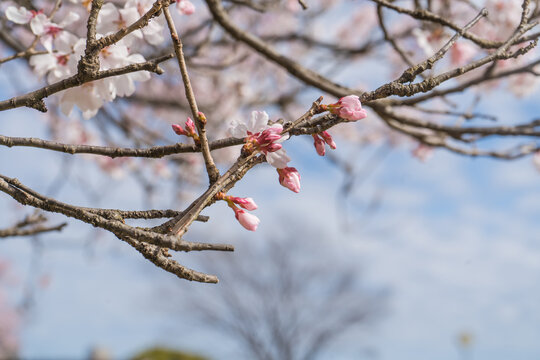 桜の木 Images Browse 21 279 Stock Photos Vectors And Video Adobe Stock