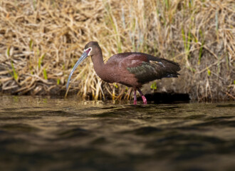 Fototapeta premium White-faced ibis in South Platte River in Eleven Mile Canyon