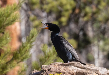 Double-Crested Cormorant