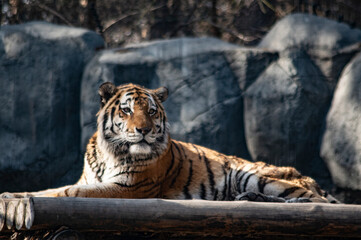 A large striped tiger lies on logs in the sunlight