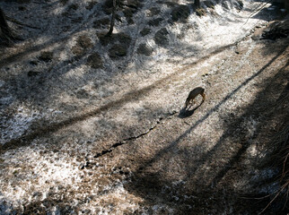 Little reindeer drinks water from a stream