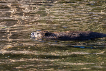 Beaver in Eleven Mile Canyon