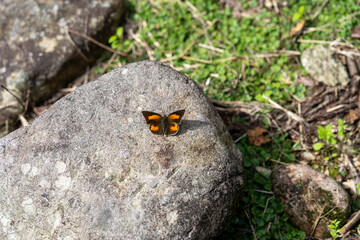 ウラギンシジミ