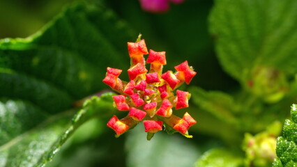 Cluster of lantana flowers in a field in Cotacachi, Ecuador