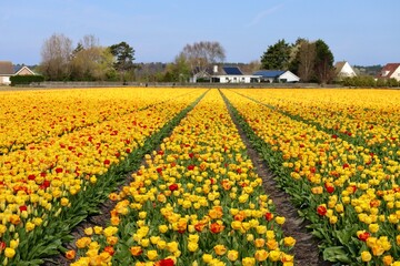 Industrial tulip fields with yellow and red tulips and some country houses in distance