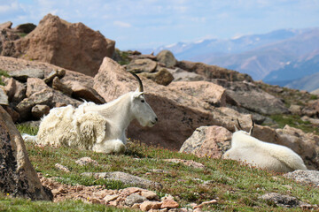 Rocky Mountain goats resting in the sun