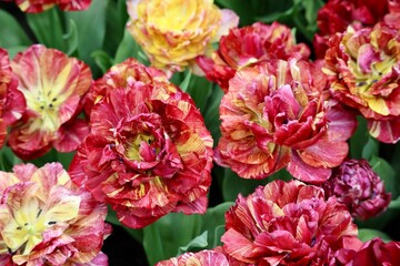 Obraz na płótnie Canvas Double magenta pink tulips in sunshine, close up