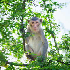 A monkey sits alone on the tamarind tree in nature forest it's making eye contact at Khao Ngu Stone Park, Ratchaburi, Thailand.