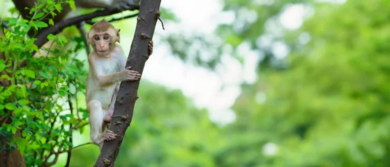  A little monkey climbs on the Pithecellobium dulce trees in the natural forest and eye contact at Khao Ngu Stone Park, Ratchaburi, Thailand..Leave space for banner text input. © sompao