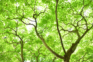 Obraz premium 青々としたカエデの葉