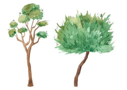 Australian trees. Watercolor illustration for kids